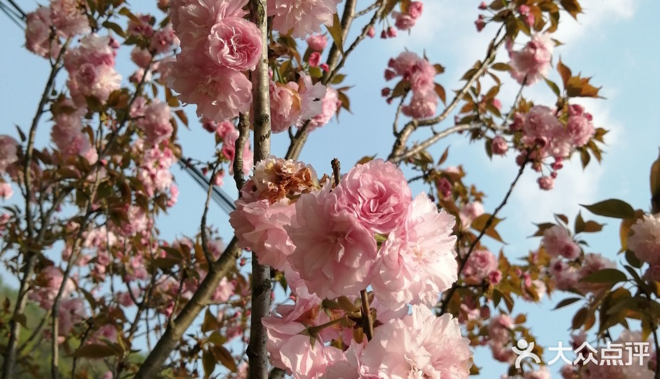 来夹山蕻森林公园吸氧