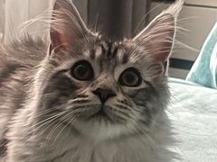 -1013 PET SHOP 宠物商店(近铁城市广场店)