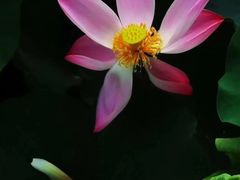 -桤木河湿地公园