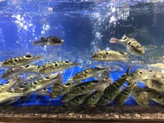水产区-石家饭店中市店