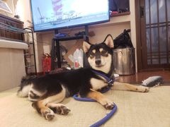 -逗柴咖啡屋·狗咖猫咖宠物桌游