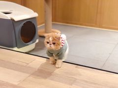 -CAT’S MEWSTAR CAFE·喵星球猫屋(晴湾咖啡店)