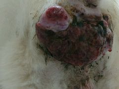 肛门腺癌.术前照片-瑞派·关忠动物医院·异宠专科·犬猫肿瘤·皮肤专科(望京店)