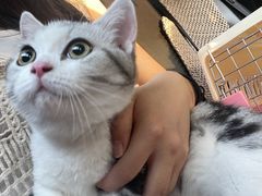 -欣宠猫屋·矮脚拿破仑·蓝金金渐层