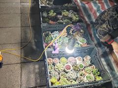 -南湖公园地摊集市