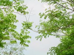 -盘龙城国家考古遗址公园