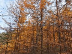 -秦岭风景区