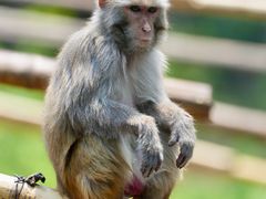 -西双版纳原始森林公园