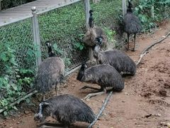 -石家庄市动物园