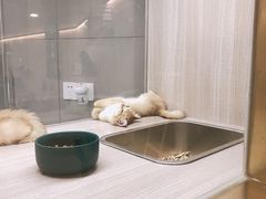 -飞行喵MR PILOT|猫舍·猫咖(静安大融城店)