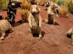 -陕西自然博物馆