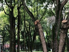 -重庆市江北嘴中央商务区中央公园