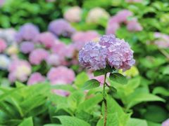 -常州古运河南大街文化旅游区-人民公园