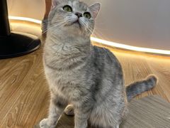 -COLOR PETS 撸猫馆·购猫·猫咖(长风大悦城店)