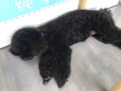 -蜜蜂小象·榴莲千层蛋糕(时代汇11栋店)