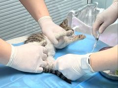 -纳吉亚猫专科动物诊疗中心(蒋宅口分院)