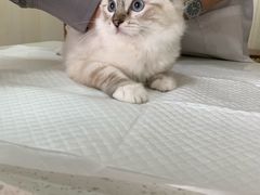 -宠爱国际动物医院· 猫科· 外科·中兽医(长白店)