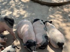 -石家庄市动物园