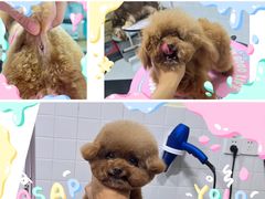 -Oh My Dog宠物沙龙(伊珊娜皮毛护理店)