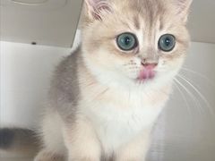 -东方名猫馆·英短金渐层布偶猫舍(环线广场1号楼店)