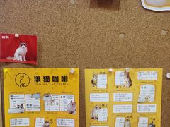 -滚猫咖啡·猫咖·猫友好撸猫(未来城店)