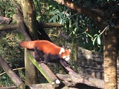 -都江堰中华大熊猫苑