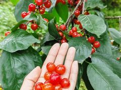 -樱桃山旅游景区