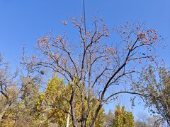 -静之湖湖畔餐厅