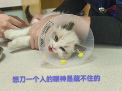 -中农大我爱我爱动物医院·核磁CT·猫病·24小时夜诊中心(石佛营店)