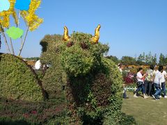 -荷兰花海
