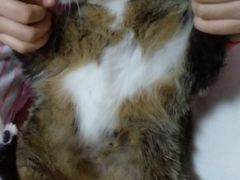 -艾贝尔宠物医院·24H转诊中心·肿瘤猫专科(江宁双龙店)