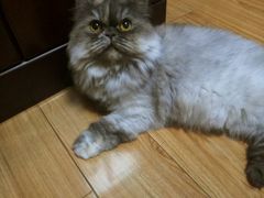 -酷狗靓猫宠物·洗护·美容·寄养(航北路店)