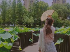 -陈家山荷花公园