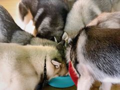 -Husky Go! 哈士奇体验馆·宠物咖啡厅狗咖