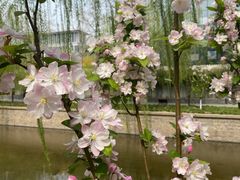 -海棠花溪(元大都城垣遗址公园)