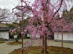 -醍醐寺