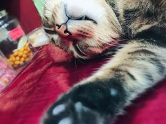 -么凤(波斯富街店)