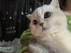 -佳怡动物医院·平价24小时·猫专科骨外科