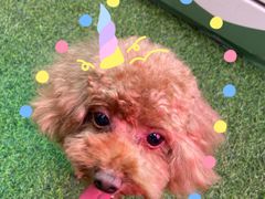 -FAELING PETS美天灵宠物(富力广场店)