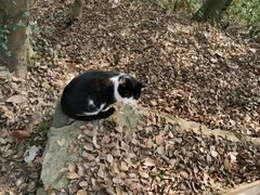 -上海佘山国家森林公园天马山园