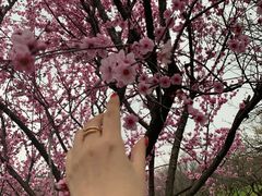 -香雪海