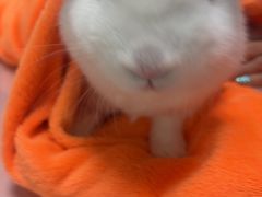 -嘉馨宠物医院·CT影像转诊·心脏科·犬猫全科诊疗中心(下沙大学城院区)