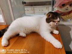 -猫小院猫主题餐厅(三里屯店)