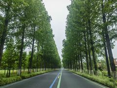 -黄海国家森林公园