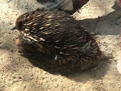 -费瑟代尔野生动物园