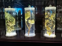 -广东中医药博物馆