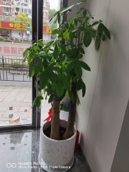 -苗方清颜专业祛痘·皮肤管理