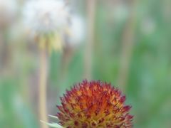 景点-西昌邛海湿地