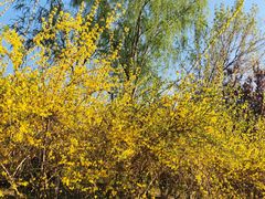 -大兴滨河森林公园