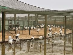 -盐城丹顶鹤湿地生态旅游区